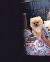 Sharon reunited with stolen pet Joey after story seen in the ECHO