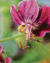 GERANIUM MANIA19