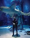 Snakes, sharks, sneaky hippos... wildlife is my safe space45