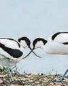 AVOCET RESET23
