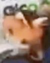 Thug caught on CCTV throwing dog over fence13