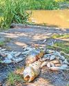 Hot weather kills fish in pond at beauty spot0