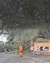 Man 'seconds' away from being hit by tree2