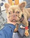 CRUEL OWNER STARVED AND NEGLECTED HER DOGS CRUEL OWNER STARVED AND NEGLECTED HER DOGS7