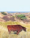Oh, we do like to beef beside the seaside... Oh, we do like to beef beside the seaside...8