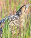 Booming bitterns among a year of wins for nature16