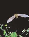 Gardeners urged to remember the nightlife of their outdoor spaces16
