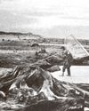 How the sands of time changed our shorelines23