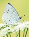 Conservationists launch vote to find UK's favourite butterfly Conservationists launch vote to find UK's favourite butterfly26