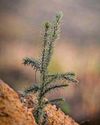 Joy as funds for tree planting scheme grow by £1.7m Joy as funds for tree planting scheme grow by £1.7m