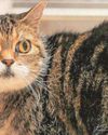 A crusty cat cancer cure A crusty cat cancer cure
