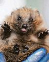 Inside the 'hogspital' taking care of injured hedgehogs Inside the 'hogspital' taking care of injured hedgehogs