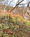 Fight to revive UK's rainforests Fight to revive UK's rainforests