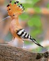 Tickled pink by hoopoes