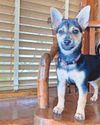 Royals will view flower show's canine feature18