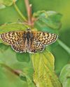 Wildlife loss in woods despite more tree cover, report finds19