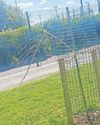 Newly planted trees are 'mindlessly destroyed' by vandals5