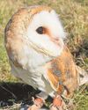 Eyes to the sky for missing owl10