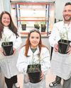 Scientists 'teaching' food crops to cope with stress The Chronicle