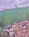Six surviving osprey fledglings exploring their surroundings The Chronicle