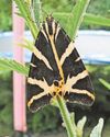 Butterfly spotters report surge in numbers for exotic-looking moth The Chronicle