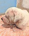 Dog owner left pet to suffer 'distressing' skin condition The Chronicle