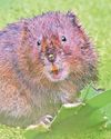 £13m scheme boosts rare wildlife but 'time running out' for nature The Chronicle