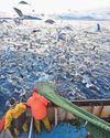 Collapsing fish stocks prompt experts to advise 'zero catch'20