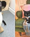 3,000 cats waved off to their forever homes The Chronicle