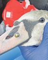 Police appeal as swan is 'shot' with ball bearing Police appeal as swan is 'shot' with ball bearing13