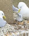 Kittiwake numbers drop off along Tyne20