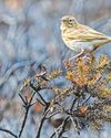 UK wildlife hit hard by drought, fires and floods in tough 2025 UK wildlife hit hard by drought, fires and floods in tough 202518