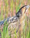 Booming bitterns among a year of wins for nature16
