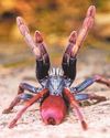 Psychedelic spiders and funky fish: species to watch in 202625