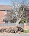 Rude awakening for couple after storm fells tree outside home1