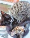 Family devastated over cat's car death4