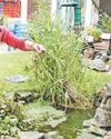 Fancy a new pond? Roll out the barrel Fancy a new pond? Roll out the barrel21