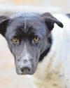 Tender twist in dog's tail30
