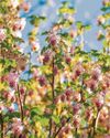 Exciting currant affairs40