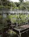 British drug rings invade TV's White Lotus island1