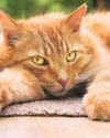 How do we spot cat flu?41