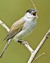 WINTER'S WILDLIFE59