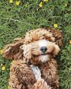 Could womb risk kill dog?59