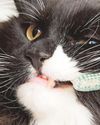 Cats and teeth issues56