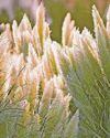 A pain in the grass44