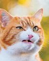 My cat has a swollen lip45