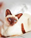 Raw liver risk to kitty Raw liver risk to kitty42