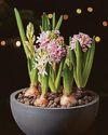 Hyacinths inside out Hyacinths inside out41