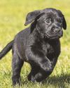 Puppy love26