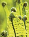 Right time to learn how to handle a fern42